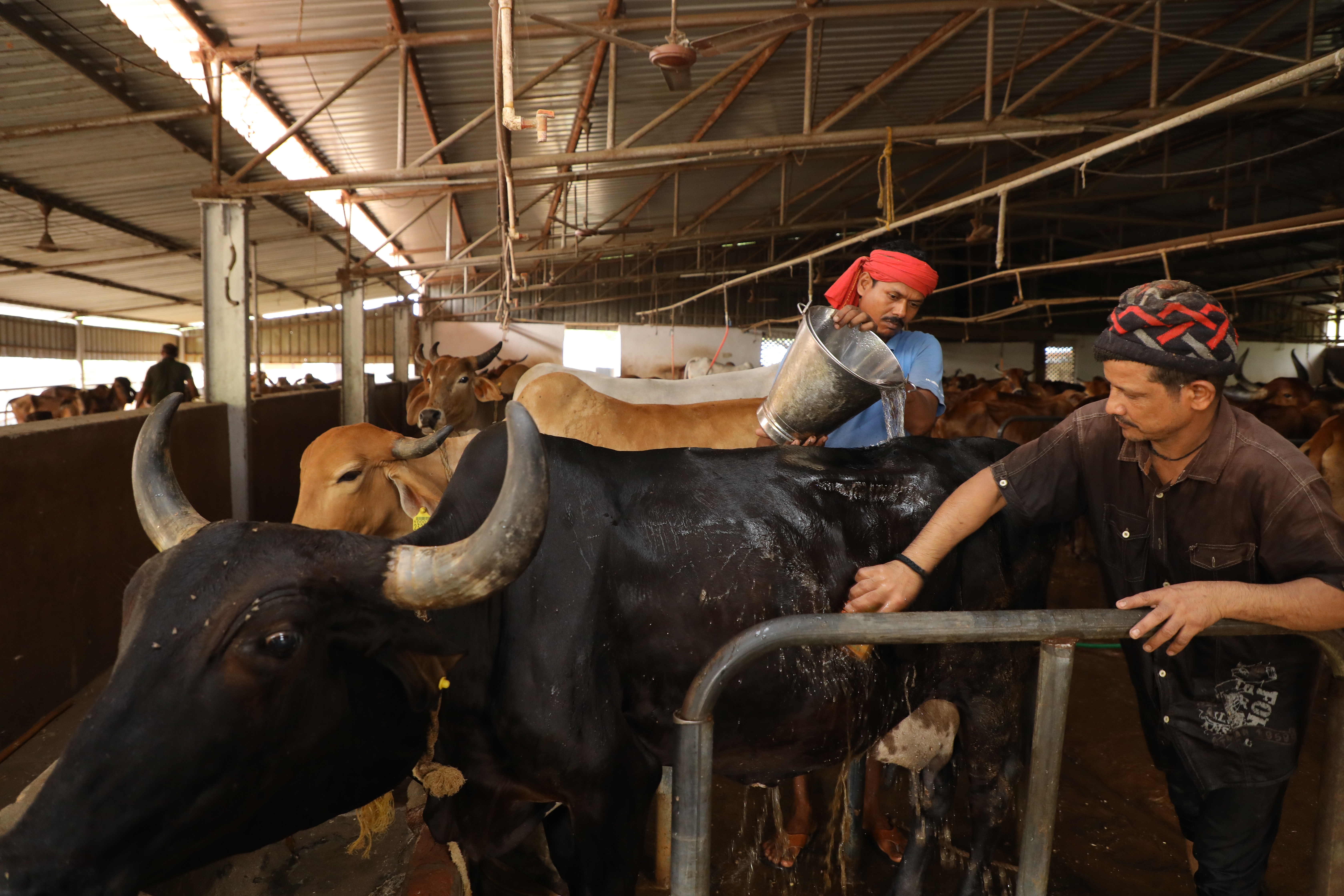 Friday Cow Bath