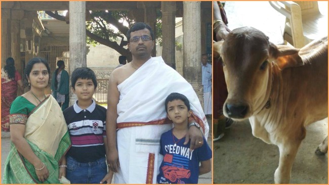Adopt a Calf or a Cow…Do GoSeva!