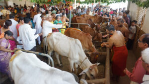 Come, Participate in Samuhika Gopujas @ JIVA Gosala on 14th Jan-2016