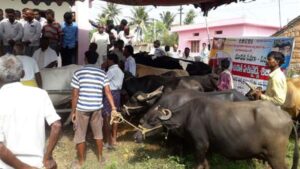 Veterinary Camps were Conducted at Bejjanki, Gundavaram and Siddipet