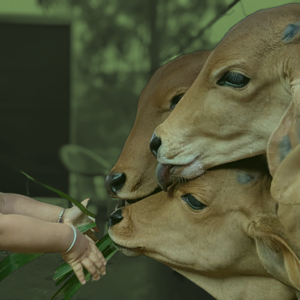 Gograsam-in-Pitru-Paksham